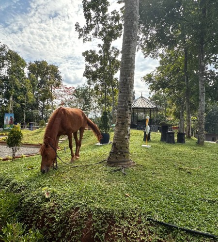 SB & Sons Horse Farm