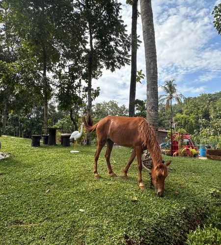 SB & Sons Horse Farm