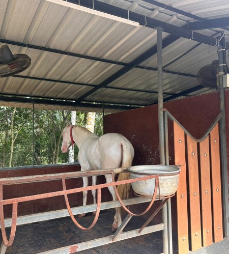 SB & Sons Horse Farm