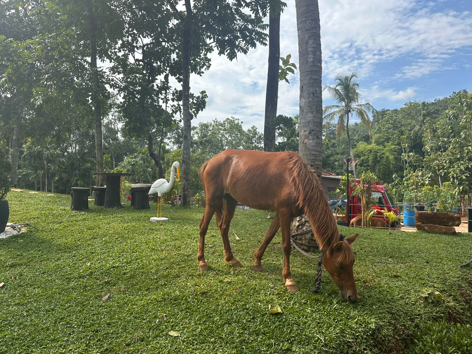Horse Ride Training