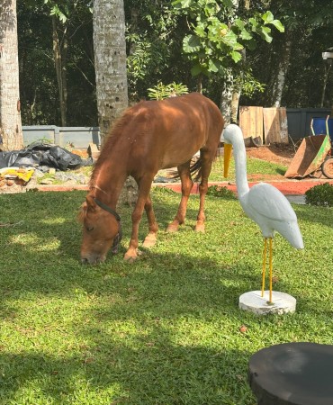 Horses