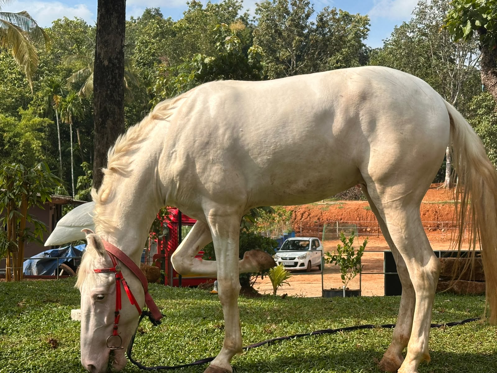 Horse